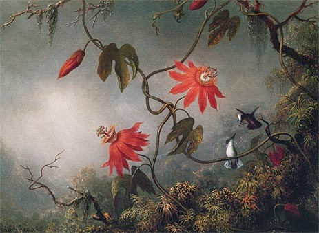 Martin Johnson Heade Passion Flowers and Hummingbirds